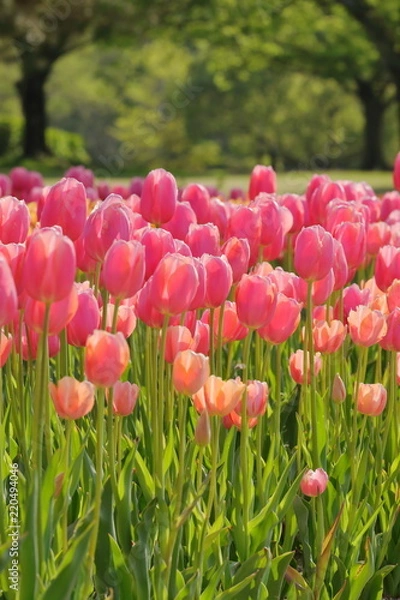 Fototapeta チューリップ