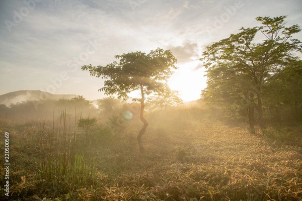 Obraz 霧の中の朝日