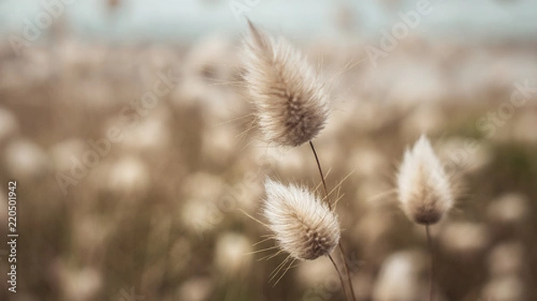 Obraz Lagurus ovatus