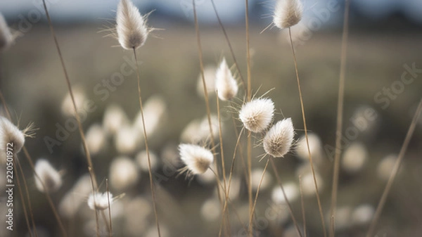 Obraz Lagurus ovatus