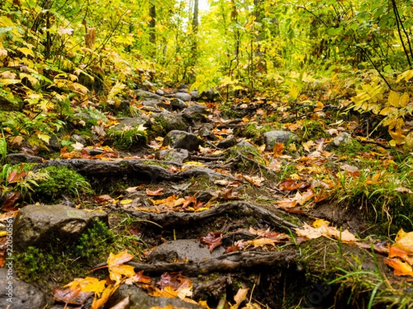 Fototapeta It is a picture of red maple taken in Canada. This is a picture of autumn leaves seen from the National Park "Mont-Tremblant" in the Laurentian Plateau in Quebec, Canada.
