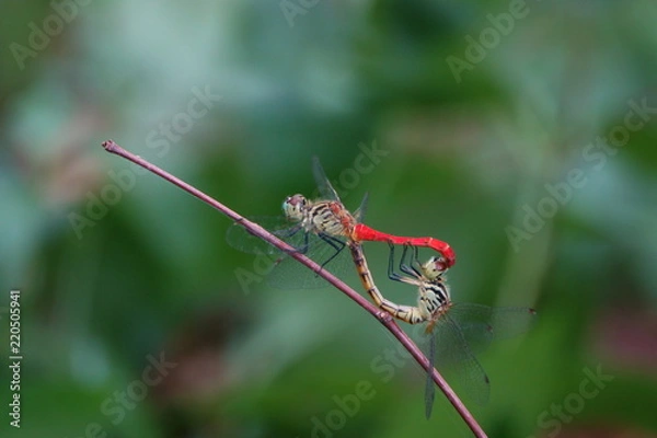 Obraz マイコアカネのペア