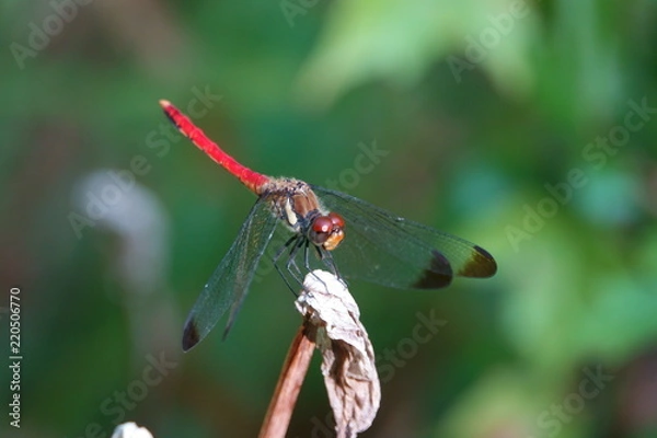 Obraz リスアカネ