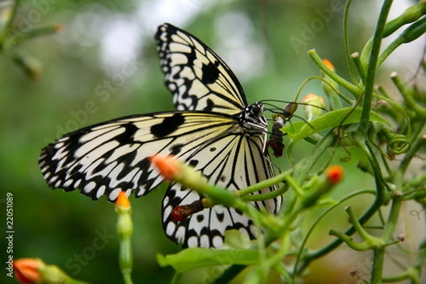Obraz Butterfly