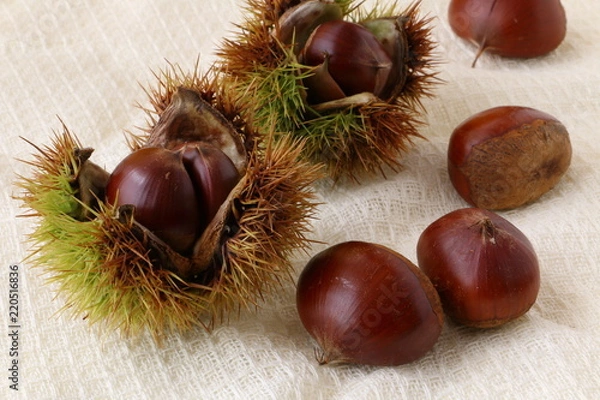 Fototapeta 秋の味覚　栗