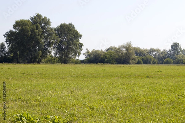 Obraz Beautiful summer Russian nature, green forest and field