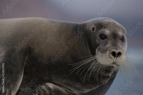Obraz Harp seal in grauler.