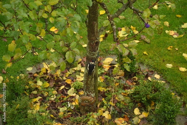 Obraz Buntspecht zu Besuch im Garten