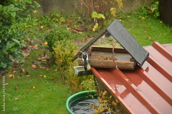 Obraz Buntspecht zu Besuch im Garten