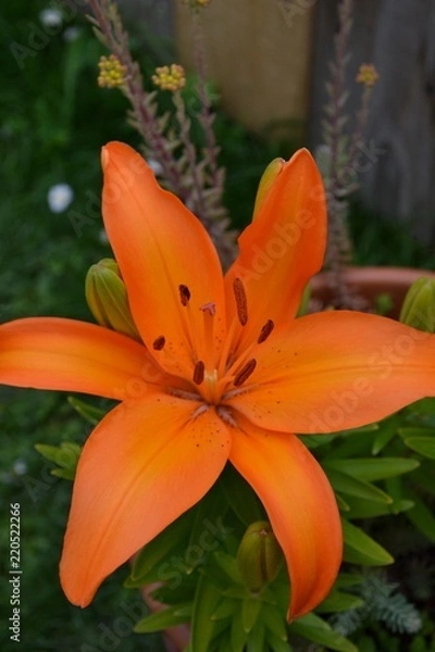 Obraz Nahaufnahme einer orangen Lilienblüte