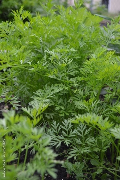 Obraz Marchewka zielona