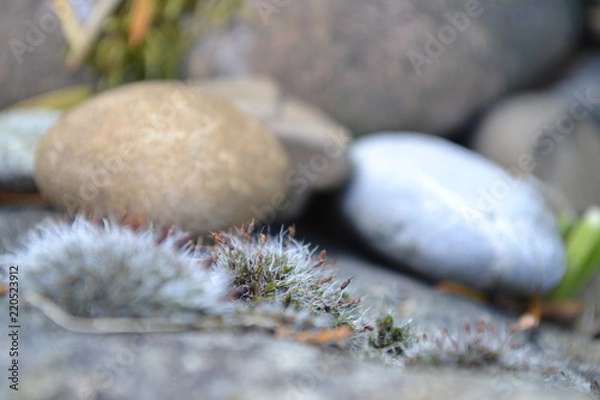 Obraz Moos wächst auf Stein