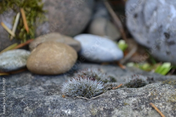 Obraz Moos wächst auf Stein