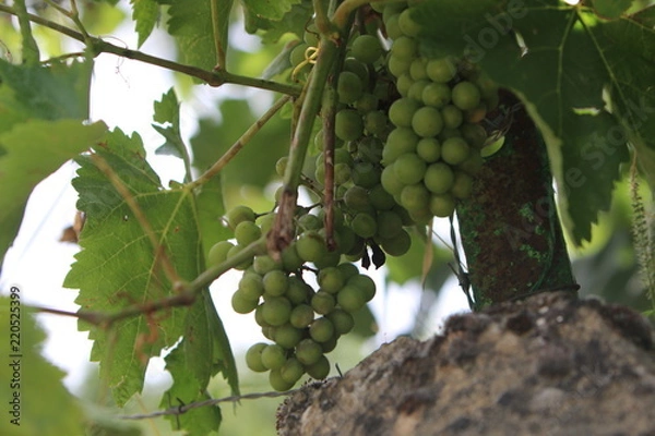 Fototapeta uvas en vid