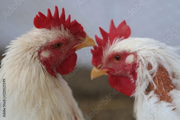 Obraz cabezas de gallos