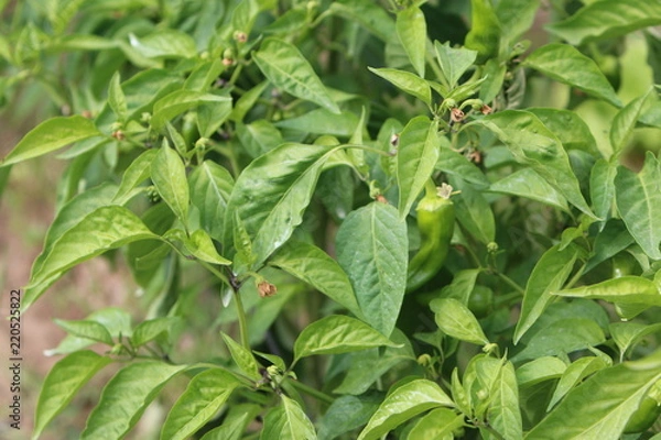 Obraz pimientos en planta
