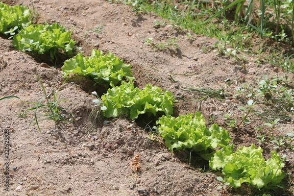 Obraz lechugas plantadas