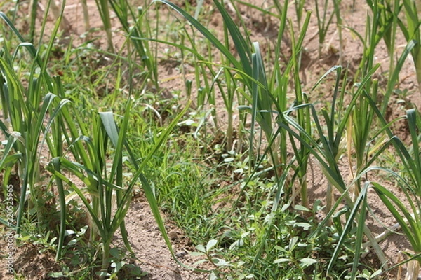 Obraz cebollas en huerta