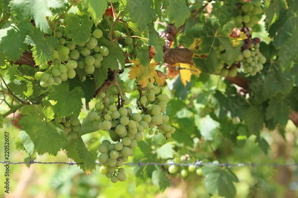 Obraz planta de uvas