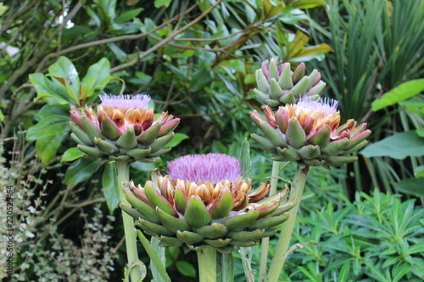 Obraz Blumen