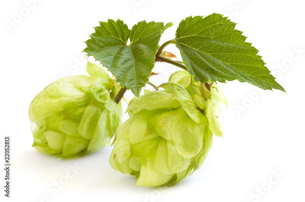 Obraz golden hops on white