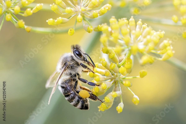 Obraz Bee with Fennel Foeniculum vulgare Rubrum - Biene mit Bronzefenchel