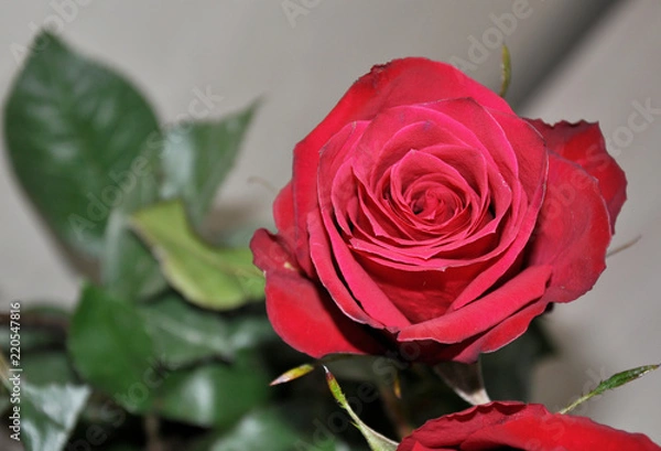 Fototapeta beautiful red rose