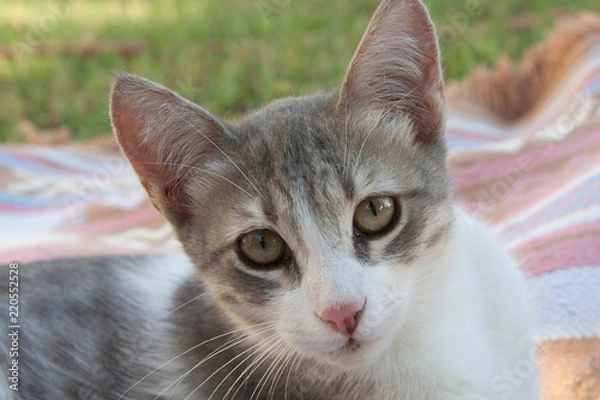 Obraz cat and kitten at garden