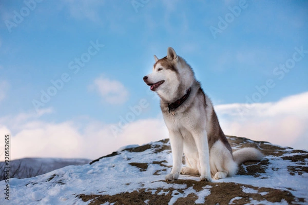 Obraz Profile portrait of Siberian husky dog sitting on the snow on a mountain