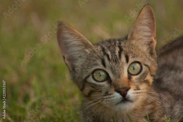 Fototapeta cat and kitten at garden