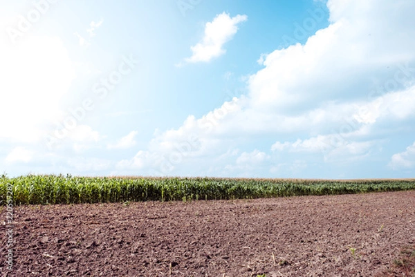 Obraz Field, rural nature