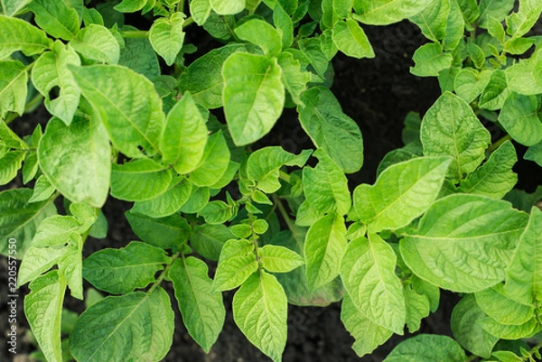 Obraz Green potato plant