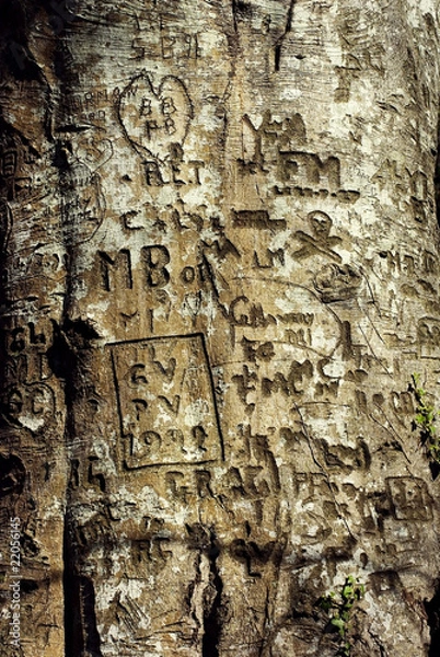 Obraz écorce d'arbre avec graffitis gravés