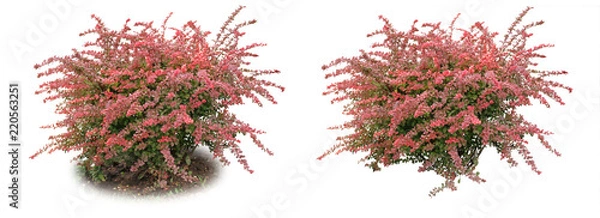 Obraz Barberry ordinary - a decorative bush.