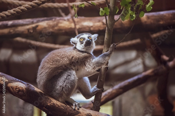 Obraz Lemur on wood, inspirational, toned photo