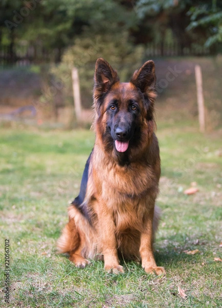 Fototapeta german shepherd dog