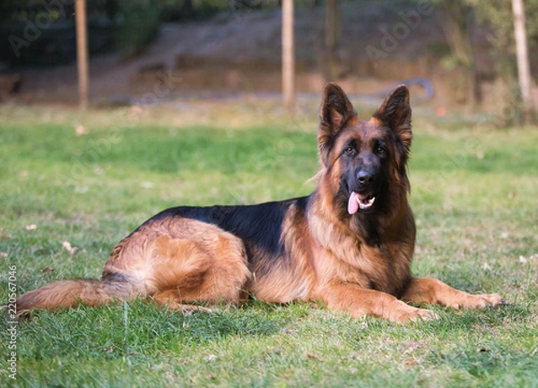 Fototapeta german shepherd dog