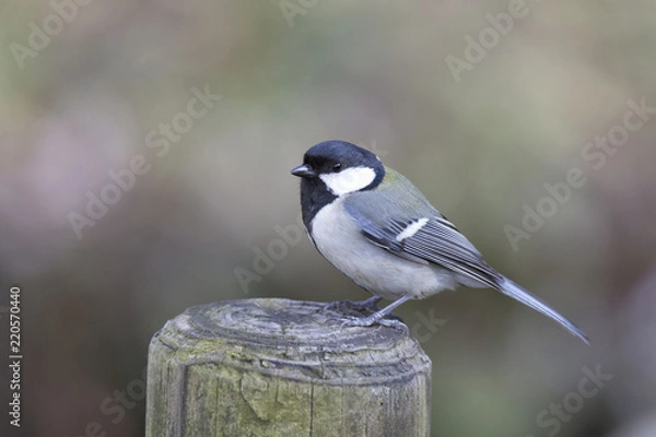 Obraz シジュウカラ