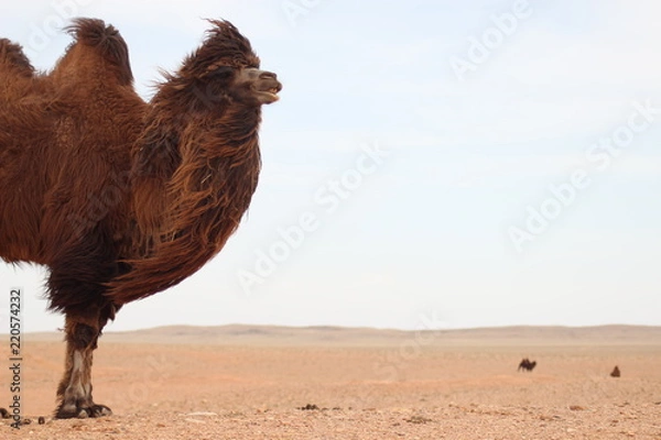 Fototapeta Camel in the Gobi desert - Mongolia