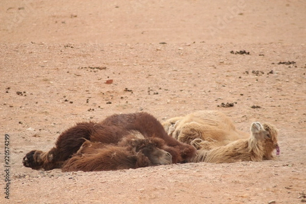 Fototapeta Camels in the Gobi desert - Mongolia