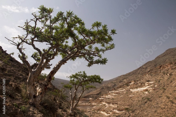 Fototapeta Frankincense tree