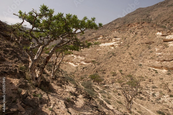 Fototapeta Frankincense tree