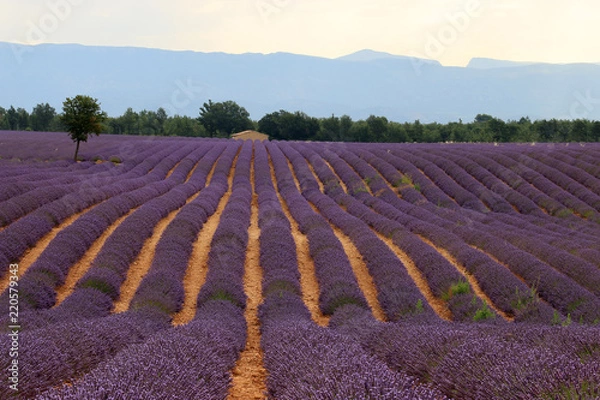 Obraz Lavendelfelde in der Provence