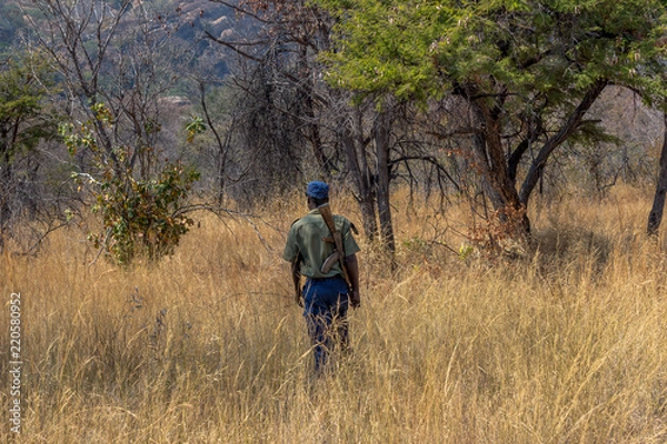 Obraz Park scout armed with AK-47 as an anti poaching measure to ensure wildlife safety, Matopos, Zimbabwe
