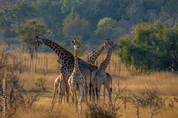 Obraz Family of giraffes going to feed, Matopos, Zimbabwe