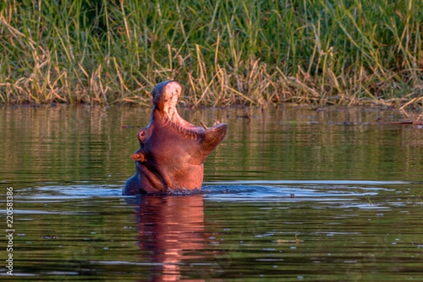 Obraz Big hippo comming out of the water mouth open to intimidate, Victoria Falls, Zimbabwe