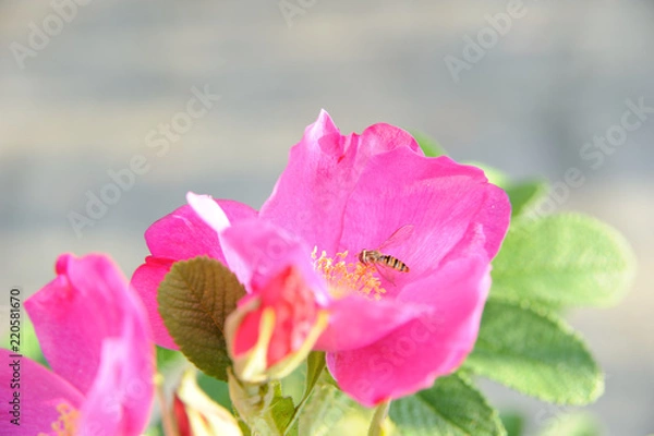 Obraz bee sucks nectar from purple flower