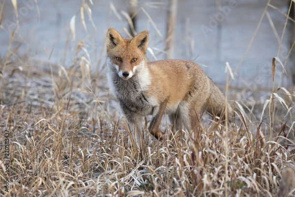 Obraz ホンドギツネ