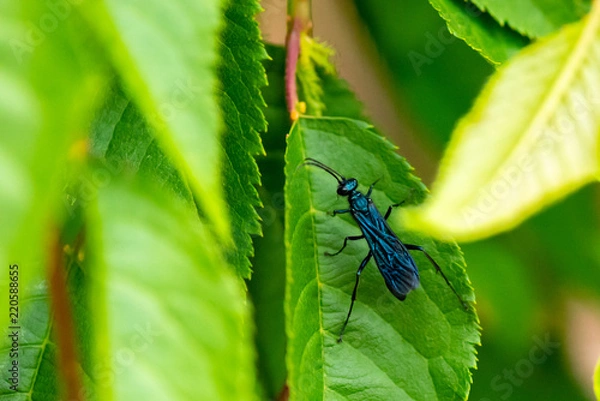 Fototapeta Flying insect on leaf