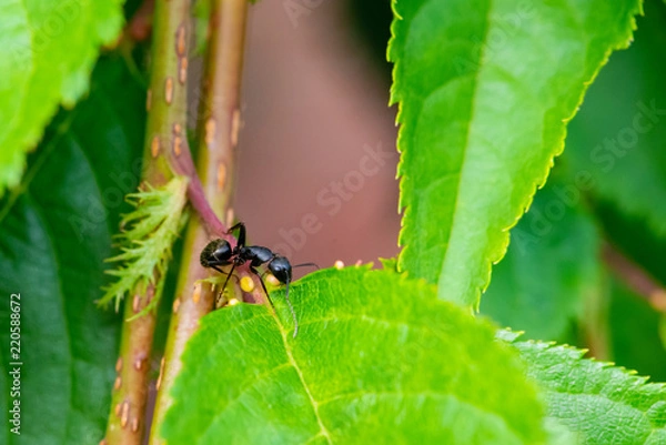 Fototapeta Ant on Leaf